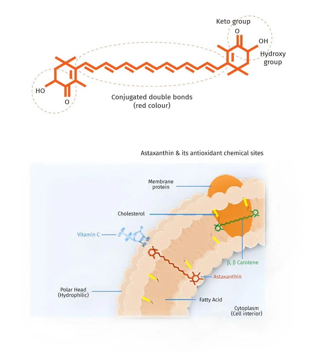 Astaxanthin in the cell