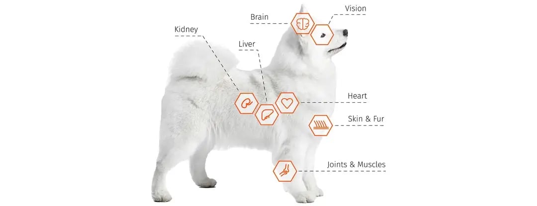 Dog-Illustrations (1)