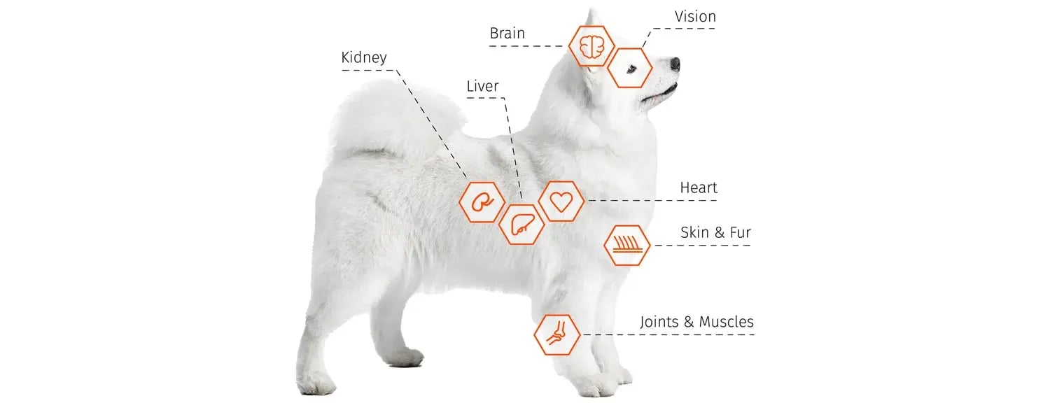Dog-Illustrations (2)
