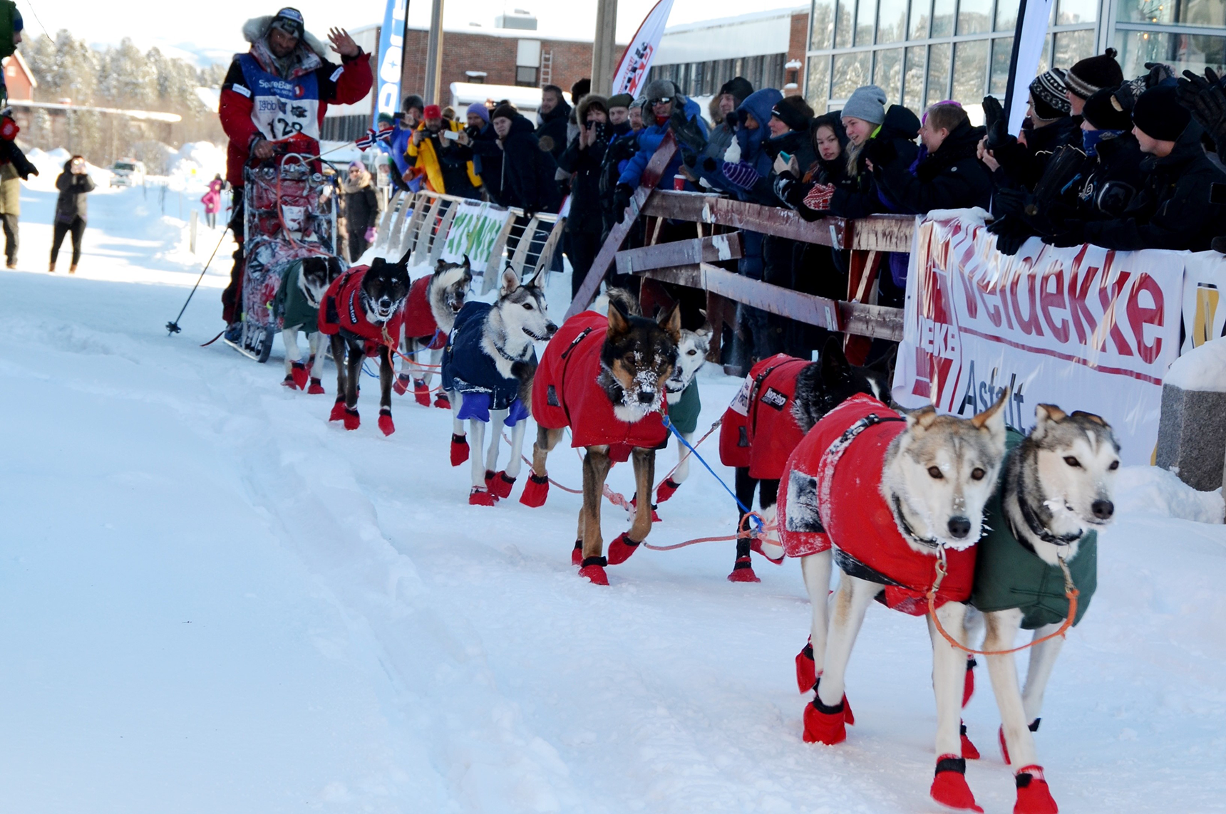 Group of sled dogs and Thomas Wærner