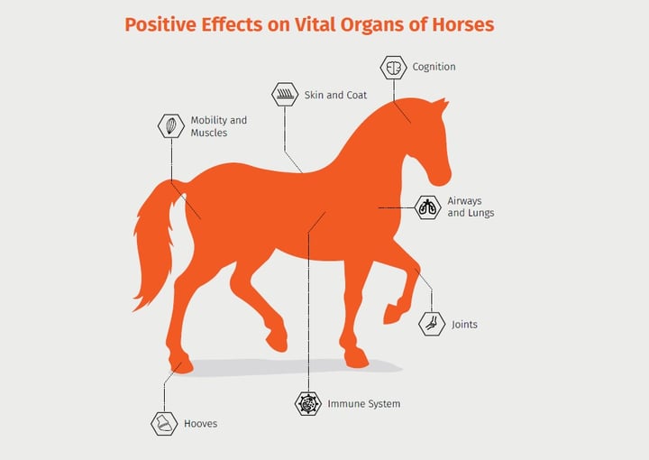 Krill Oil Positive Effects on Horses Vital Organs