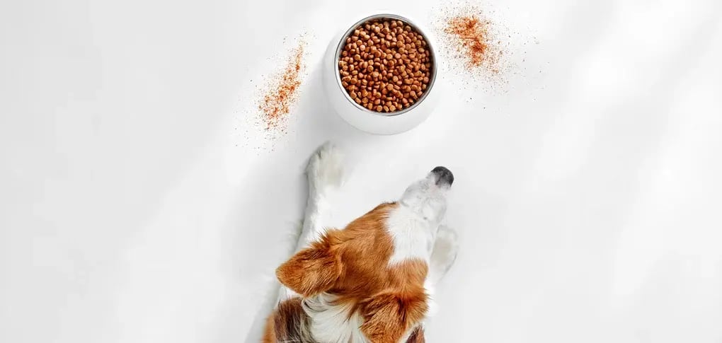Krill-is-Superfood-for-Combating-Chronic-Inflammation-in-Pets