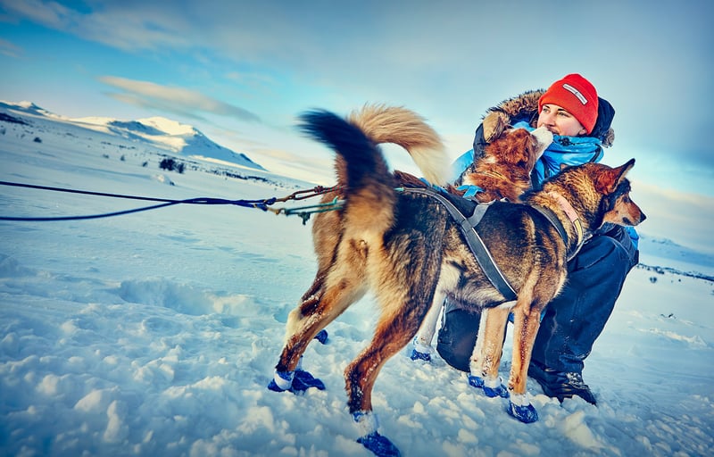 Dog musher with dogs