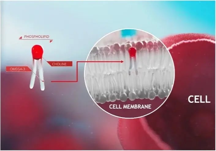 Phospholipid Omega-3 Fatty Acids in the cell