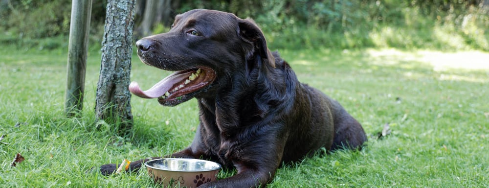 Basic-Nutrition-hydration-in-dogs
