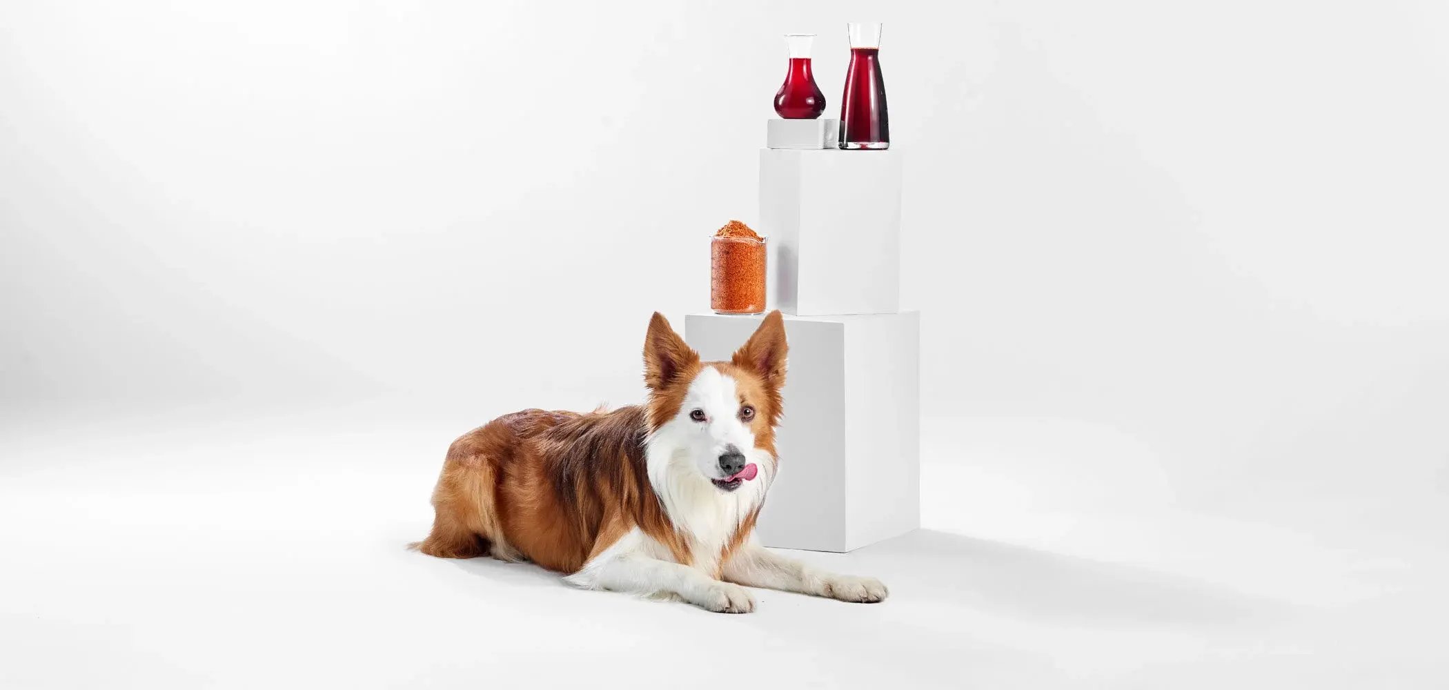 The Role of Marine Omega-3s in Cats and Dogs’ Inflammation Skin Disorders (1)