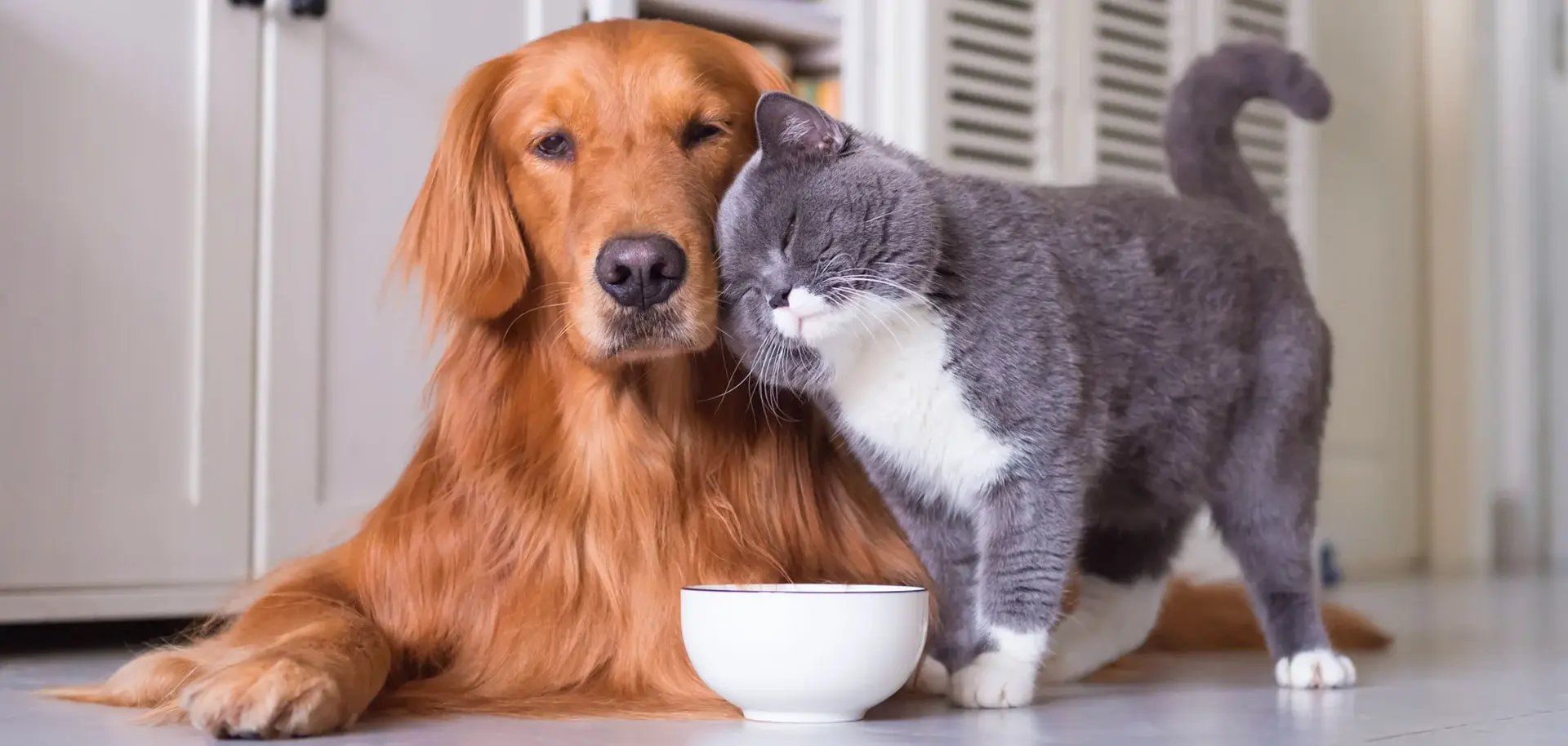 The-Importance-of-Nucleotides-for-Cats-and-Dogs