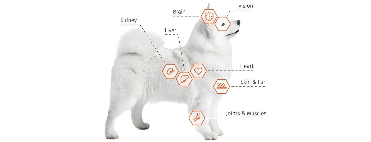Dog-Illustrations
