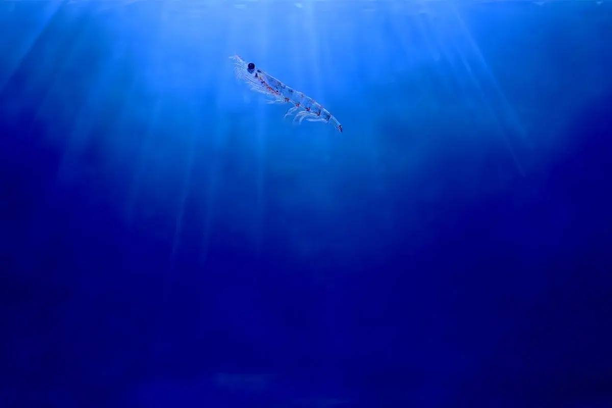 Omega-3-Webinar-LP