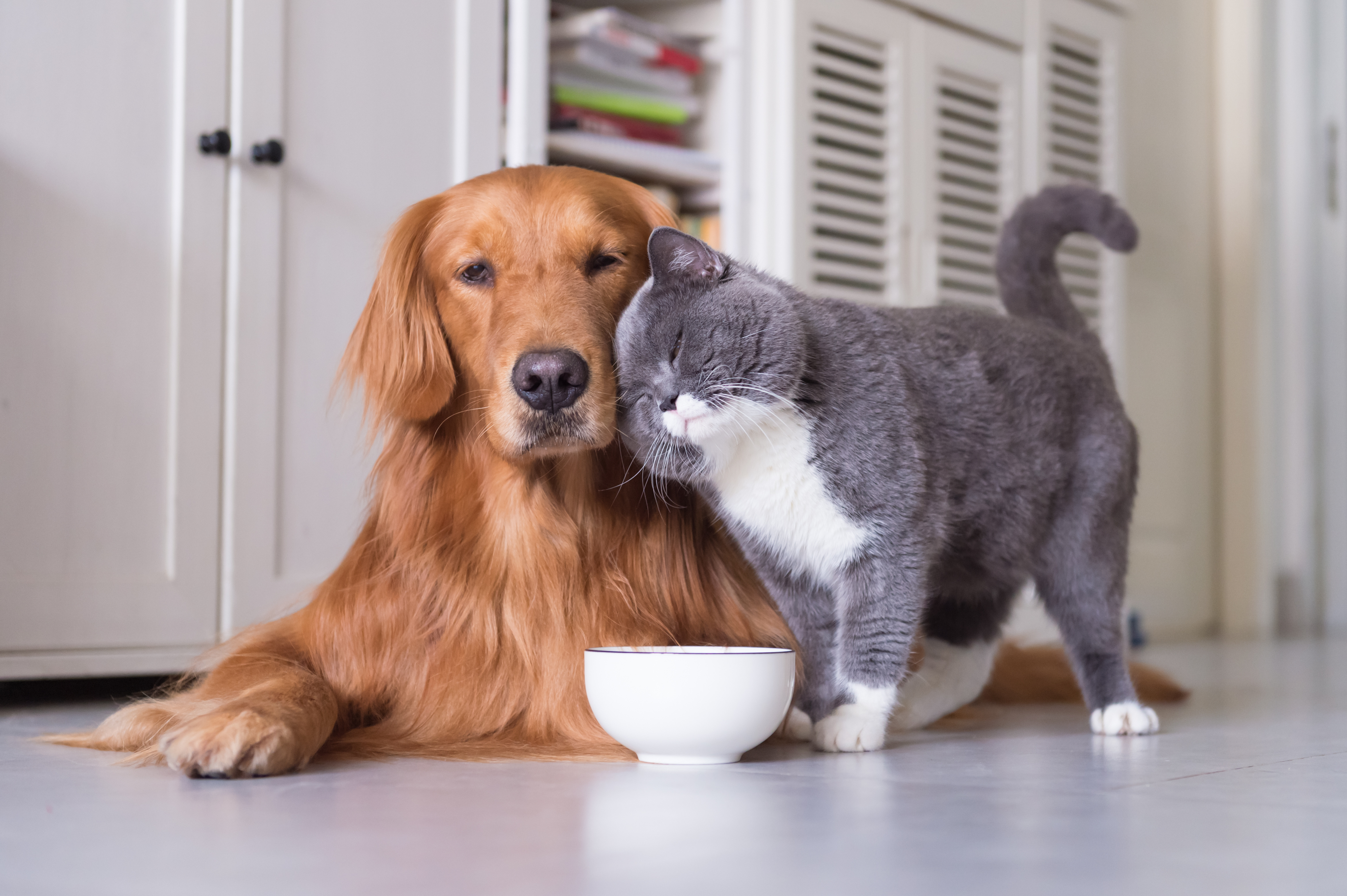 shutterstock_735819208