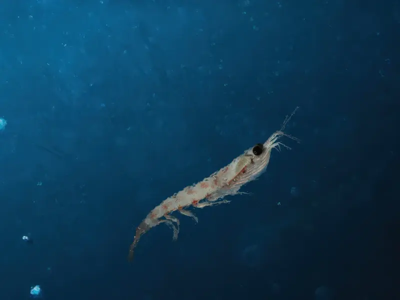 QRILLPet-Krill (1)