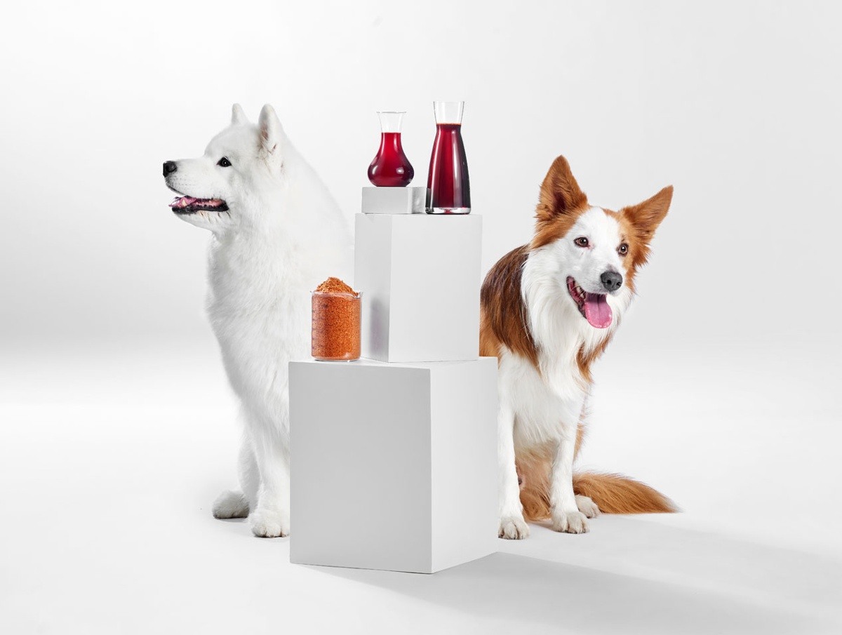 qrillpet.com logo