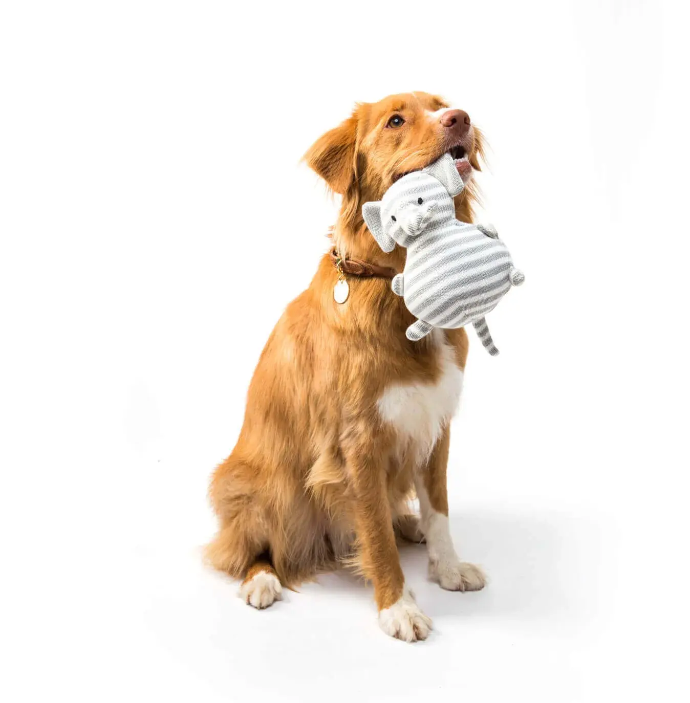 dog (1)