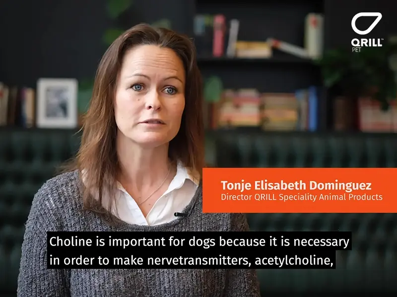 the-importance-of-choline-for-dogs-1-thumbnail-1